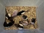 tamme ratten mannen rittens 10 weken oud €8,50, Rat, Mannelijk, Mei, Tam