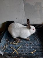 Rus konijntjes te koop, Dieren en Toebehoren