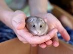 Jonge Kleine Russische Dwerg Hamsters, Meerdere dieren, Hamster