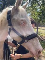 1-jarig BWP-hengstenveulen, Dieren en Toebehoren, Paarden, Hengst, Onbeleerd, Gechipt, 0 tot 2 jaar