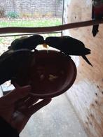 Te koop pyrrhura perlata om tam te maken., Geslacht onbekend, Parkiet, Tam