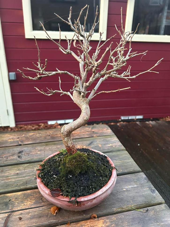 Moerbei Bonsai - Vruchtdragend, Tuin en Terras, Planten | Bomen, Overige soorten, Minder dan 100 cm, Volle zon, Lente, In pot