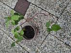 Plant, Ophalen of Verzenden, In pot, Halfschaduw, Minder dan 100 cm