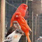 Rode kanarie man, Dieren en Toebehoren, Vogels | Kanaries, Mannelijk, Kleurkanarie