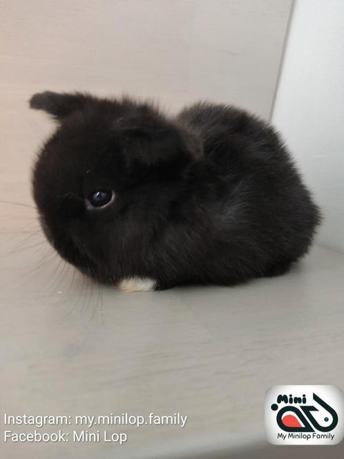 Baby minilop konijntje sepia marter ram (transport mogelijk), Dieren en Toebehoren, Konijnen, Dwerg, Meerdere dieren, 0 tot 2 jaar