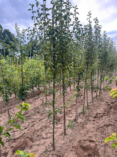 (Fruit) bomen te koop, Tuin en Terras, Planten | Fruitbomen, Lente, Ophalen