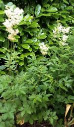 €1,- PER STUK Vaste bloeiende tuinplanten, Tuin en Terras, Volle zon, Vaste plant, Zomer, Ophalen