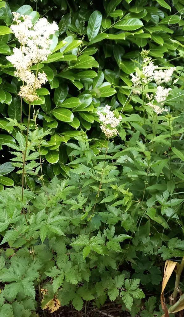 €1,- PER STUK Vaste bloeiende tuinplanten, Tuin en Terras, Planten | Tuinplanten, Vaste plant, Overige soorten, Volle zon, Zomer