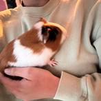 Twee cavia’s te koop van 5 maandjes oud incl toebehoren, Dieren en Toebehoren, Kooi, Zo goed als nieuw, Cavia, Ophalen