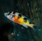 Haplochromis Obliquidens Zebra  5-7 cm - Koidream Valburg, Dieren en Toebehoren, Vis, Zoetwatervis, Schoolvis