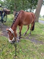 Mooie knappen ruin te koop, Dieren en Toebehoren, Pony's, Gechipt, Ruin, Zadelmak, A pony (tot 1.17m)