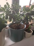 Vet plant met pot €15, Huis en Inrichting, Kamerplanten, Ophalen, Halfschaduw, Minder dan 100 cm