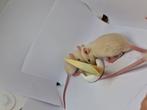 Ratten / Rat  (Baby's/ juveniles), Dieren en Toebehoren, Knaagdieren, Augustus, Meerdere dieren, Rat