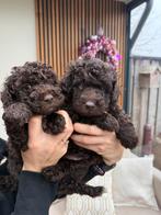Toy poedel x mini poedpel pups (Choco), Poedel, CDV (hondenziekte), 8 tot 15 weken, Meerdere