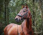 Spaanse merrie, Dieren en Toebehoren, Merrie, Recreatiepaard, Gechipt, 11 jaar of ouder