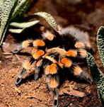 Gezocht Brachypelma smithi man, Spin of Schorpioen