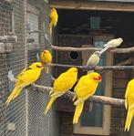 Kakariki koppels, Meerdere dieren, Parkiet