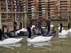 Zwarthals zwanen | Losse mannen te koop | Mooie zwanen, Meerdere dieren, Gans of Zwaan