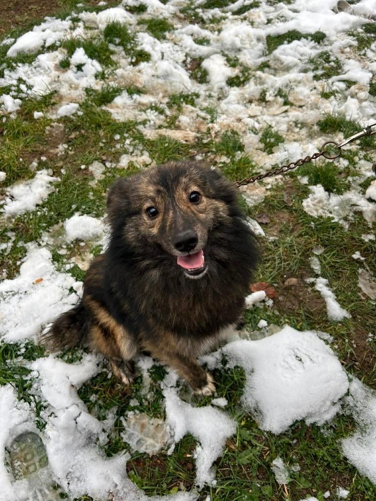 Suul – zacht hart na een leven aan de ketting, Particulier, 15 weken tot 1 jaar, Reu, Buitenland
