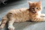Maine Coon kittens XL, Meerdere dieren, Ontwormd