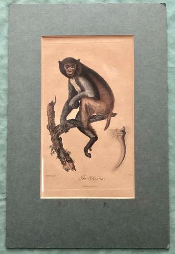 Kopergravure van 1804 Rhesus aap beschikbaar voor biedingen