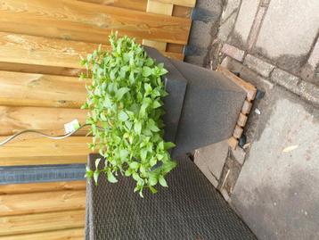 Grote Muntplant. Zonder pot en accessoires  beschikbaar voor biedingen