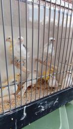 Gezonde kanaries, Dieren en Toebehoren, Vogels | Kanaries, Meerdere dieren, Kleurkanarie