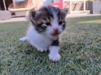 Half Siberische kittens, Meerdere dieren, Met stamboom