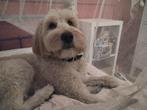 Labradoodle Bobby Co-ouderschap (teef), Rabiës (hondsdolheid), Overige rassen, 1 tot 2 jaar, Teef