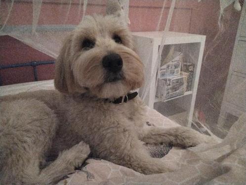 Labradoodle Bobby Co-ouderschap (teef), Dieren en Toebehoren, Honden | Retrievers, Spaniëls en Waterhonden, Teef, Overige rassen