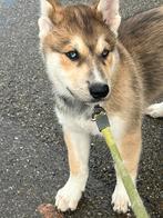 Husky pups, Dieren en Toebehoren, 8 tot 15 weken, Meerdere, Meerdere dieren, Middel