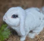 Leuke voedster, Dieren en Toebehoren, Konijnen, Vrouwelijk, Klein, Hangoor, 0 tot 2 jaar