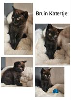 Super schattige britse korthaar bruin Katertje, Ontwormd