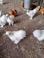 Tekoop zijde hoender kriel, Dieren en Toebehoren, Pluimvee, Meerdere dieren, Kip