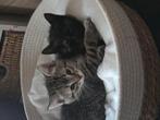 Deze 3 lieve kittens zoeken nog een nieuw baasje, Dieren en Toebehoren, Katten en Kittens | Overige Katten, Meerdere dieren, Kortharig