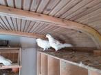Birmingham rollers, Dieren en Toebehoren, Vogels | Duiven, Meerdere dieren