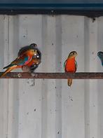 Turquoisine, Dieren en Toebehoren, Meerdere dieren, Parkiet, Geringd