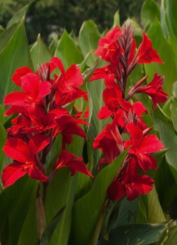 Canna knollen, Tuin en Terras, Planten | Tuinplanten, Overige soorten, Volle zon, Vaste plant, Ophalen of Verzenden