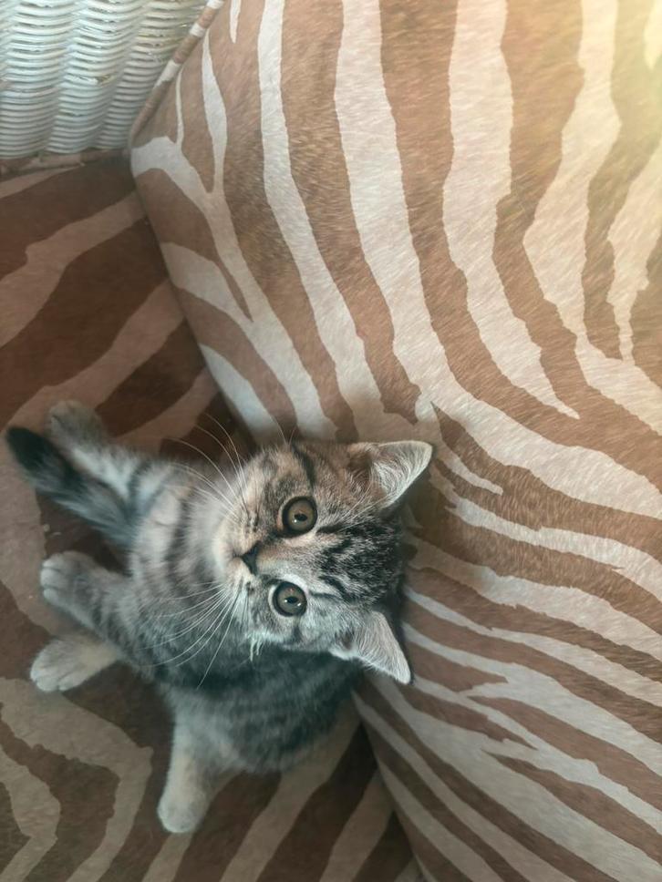 1 Raszuivere Birtse Korthaar kitten, Dieren en Toebehoren, Katten en Kittens | Raskatten | Korthaar, Meerdere dieren, 0 tot 2 jaar