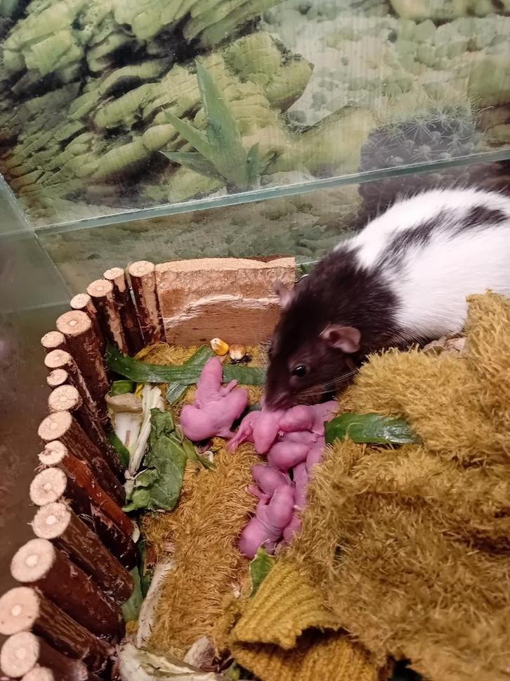 Tamme ratjes, Dieren en Toebehoren, Knaagdieren, Meerdere dieren, Oktober, Tam