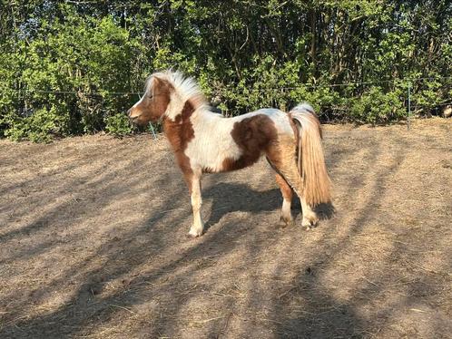 Deze lieverds zoeken een nieuw huisje, Dieren en Toebehoren, Paarden en Pony's | Dekhengsten en Fokmerries, Merrie