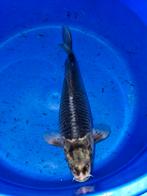 Prachtige koi, Karper of Koi