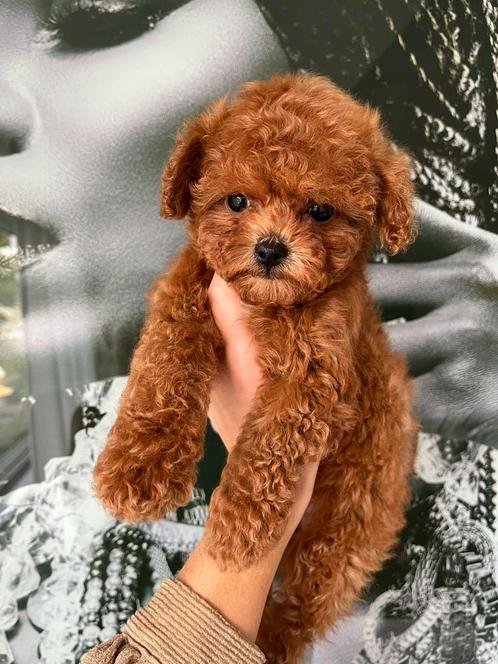 Premium F2 Maltipoo reutje teacup, Dieren en Toebehoren, Honden | Chihuahua's en Gezelschapshonden, Reu, Overige rassen, Particulier