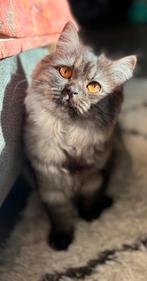 Lieve Britse langhaar poes zoekt een 5 sterren huisje ️, Poes, Gechipt, 0 tot 2 jaar