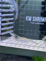 Japonica Siergarnalen, Dieren en Toebehoren, Vissen | Aquariumvissen, Kreeft, Krab of Garnaal, Zoetwatervis