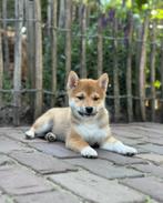 Shiba Inu pups, Dieren en Toebehoren, Honden | Poolhonden, Keeshonden en Oertypen, Nederland, CDV (hondenziekte), 8 tot 15 weken