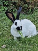 Lotharinger, groot, ram, Dieren en Toebehoren, Mannelijk, Groot