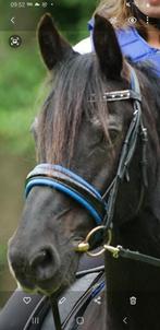 Hoofdstel  blauw onderlegd, Ophalen of Verzenden, Dressuur