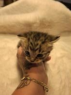 Kruising maincoon Kittens geboren 12-07-2025, Dieren en Toebehoren, Katten en Kittens | Overige Katten, Meerdere dieren