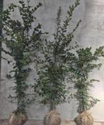 Carpinus haagbeuken, Tuin en Terras, Planten | Bomen, Ophalen of Verzenden, Halfschaduw, Overige soorten, 100 tot 250 cm